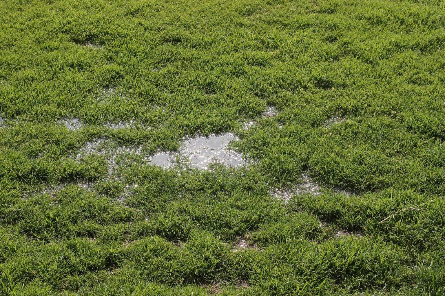 How To Fix Waterlogged Soil 6 Steps To Create A Nice Healthy Lawn