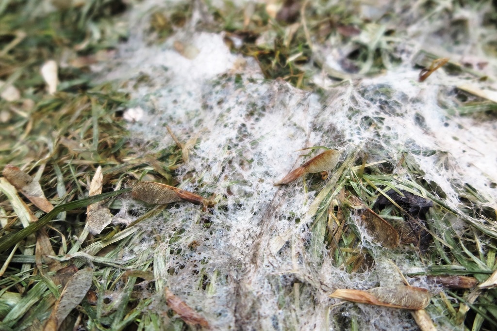 Lawn Grass Affected by Snow Mold