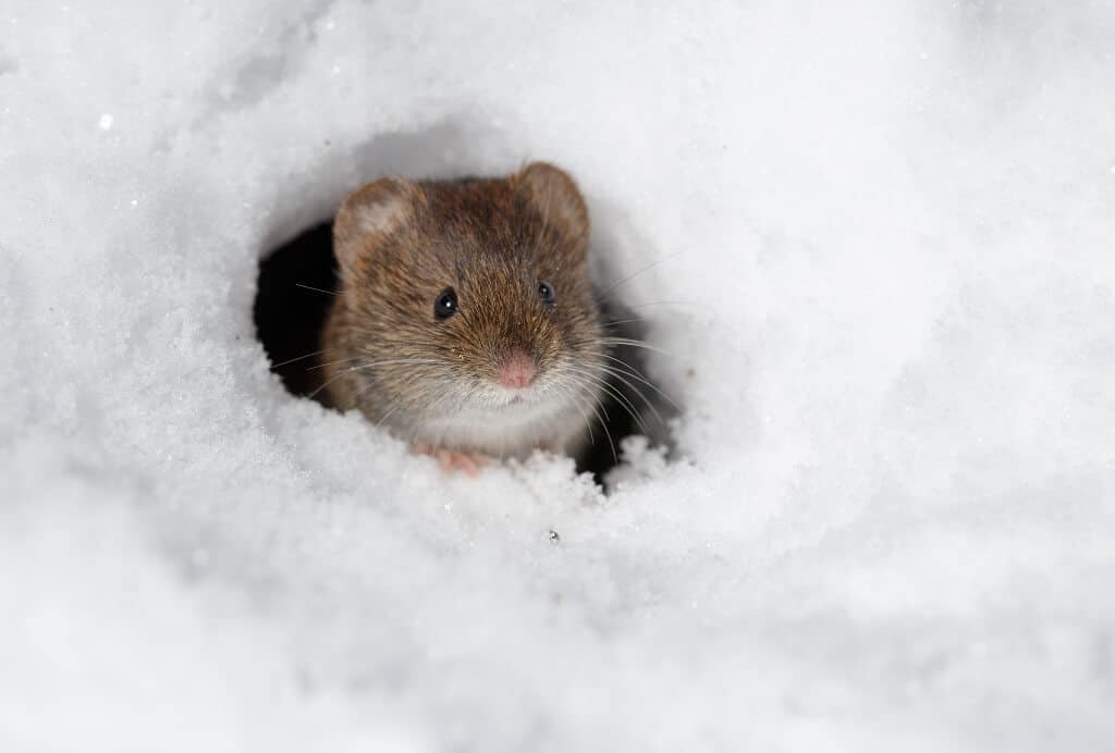 Vole Peaking Out from Hole in Snow
