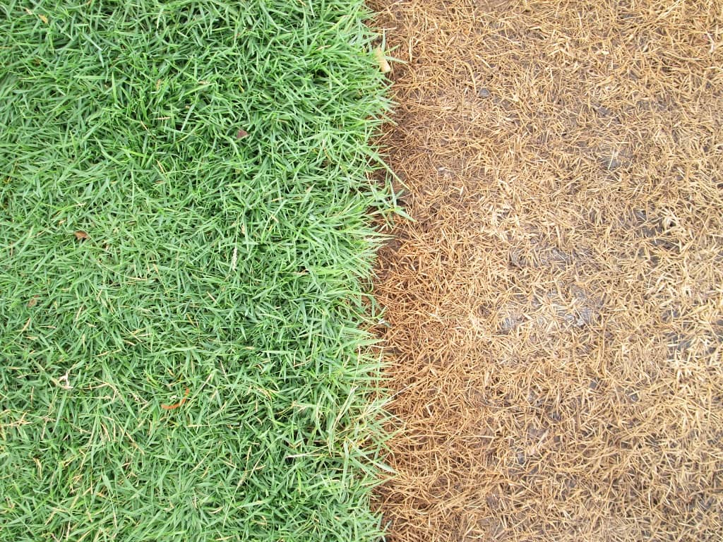 Dead Grass vs Dormant Grass