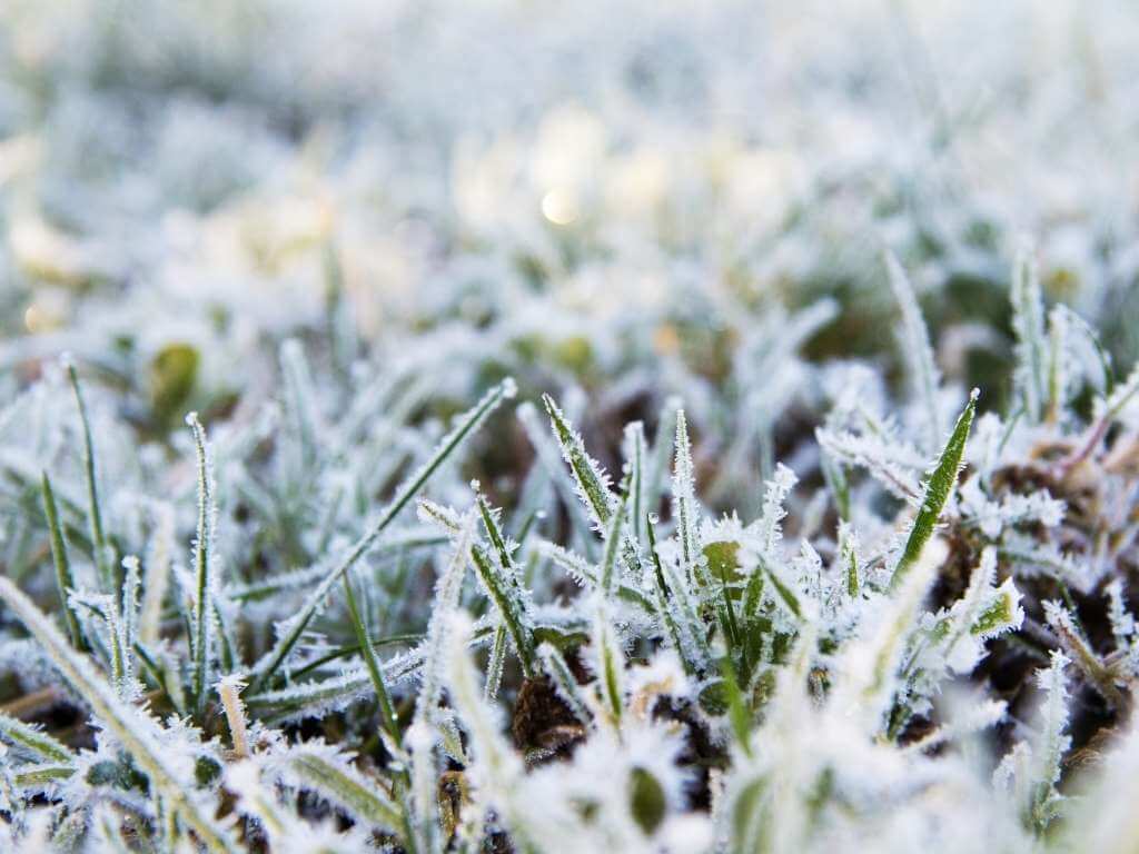 Don’t Allow Anyone to Walk Over Your Frozen Grass