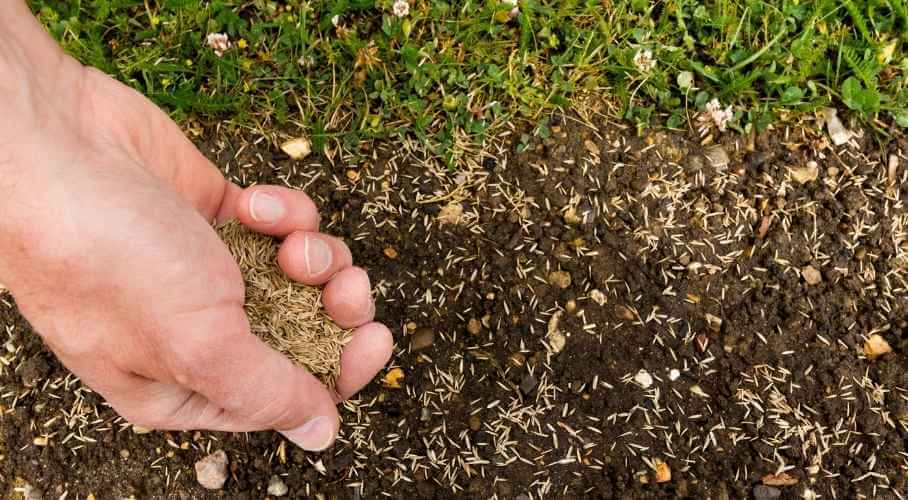 Scatter Grass Seeds on Soil