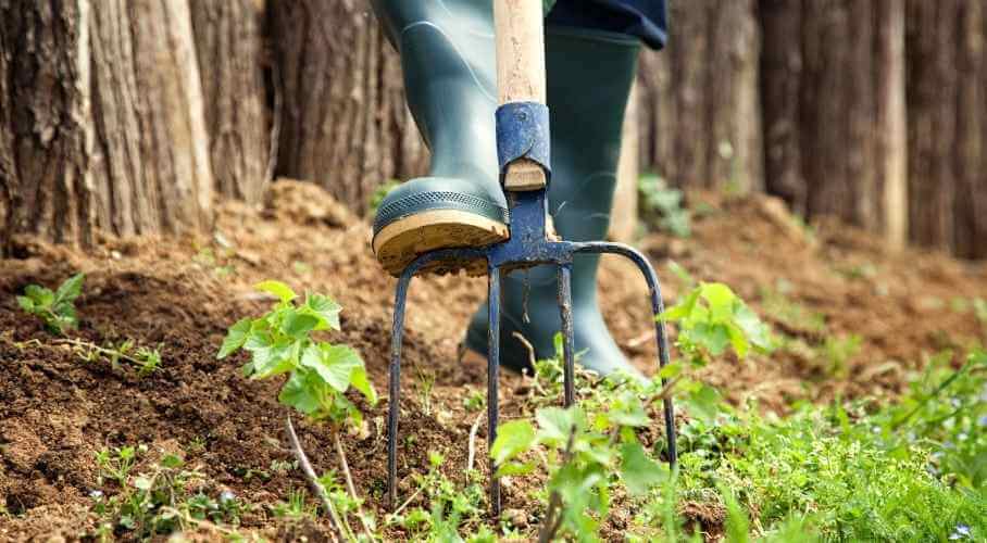 Use Garden Fork to Loosen Soil