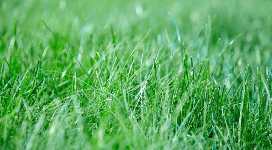 Keep Your Lawn Weed-Free