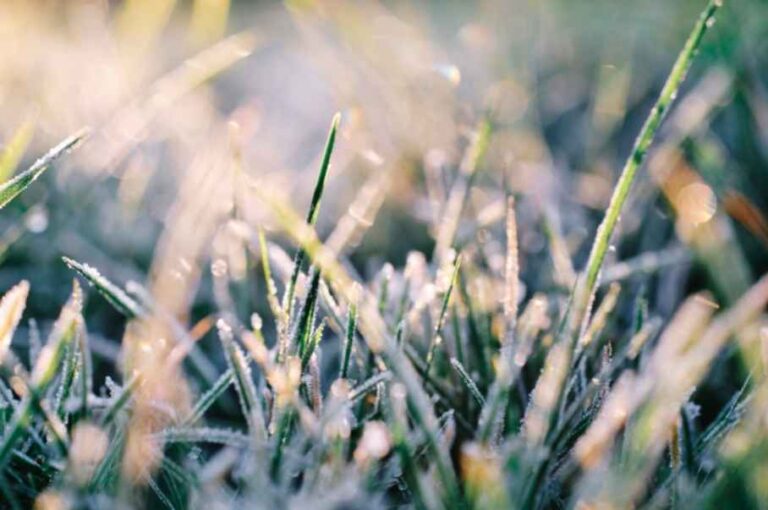 what-is-the-best-winter-lawn-fertilizer-facts-you-need-to-know