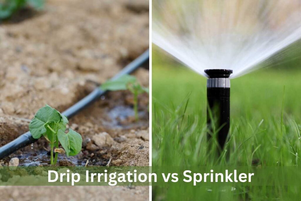 Drip Irrigation Vs Sprinkler What Are The Differences