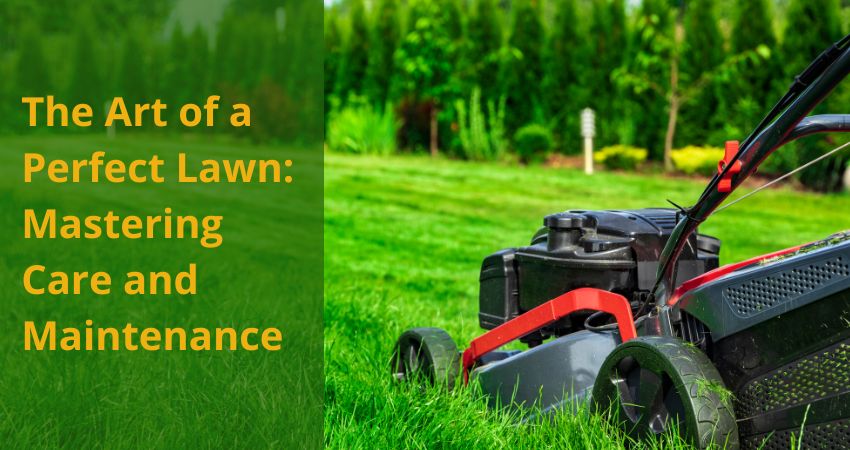 The Art of a Perfect Lawn: Mastering Care and Maintenance