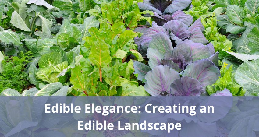 Edible Elegance: Creating an Edible Landscape