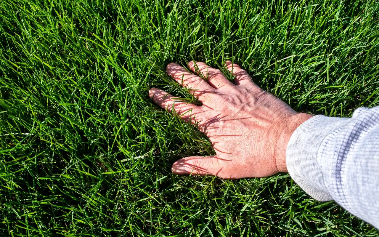 Tips for maintaining a healthy, lush lawn year-round.