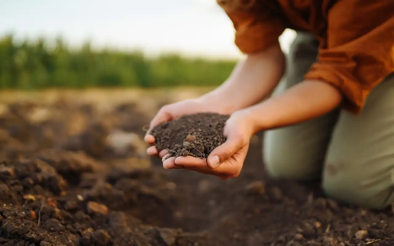 Guide to soil testing for optimal lawn health.