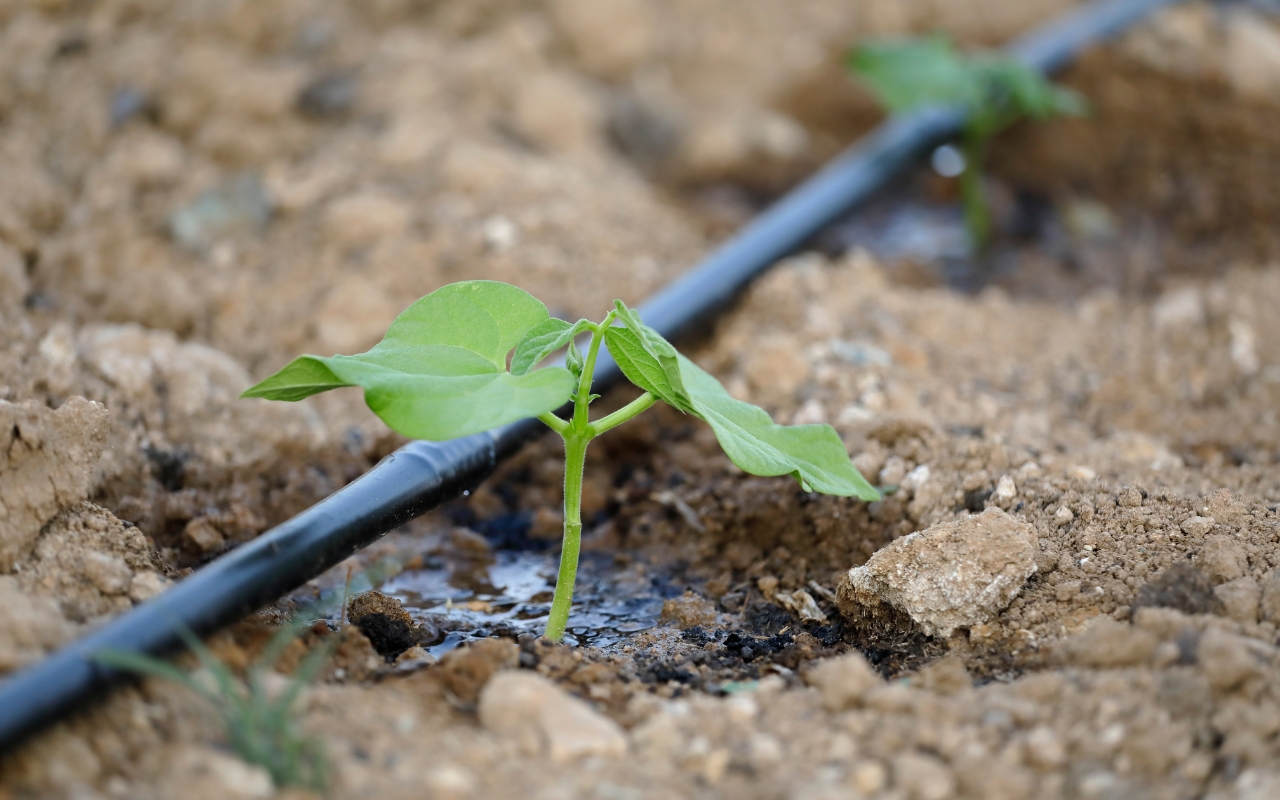 Drip irrigation system watering plants efficiently.